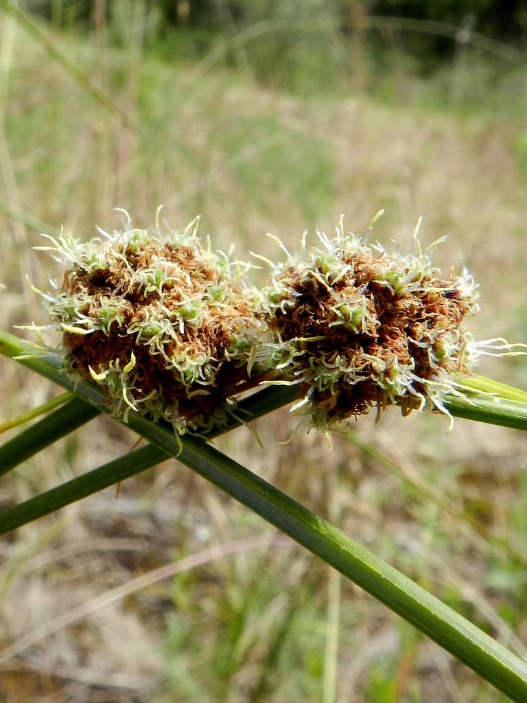 Cyperaceae sp. da identificare